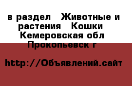  в раздел : Животные и растения » Кошки . Кемеровская обл.,Прокопьевск г.